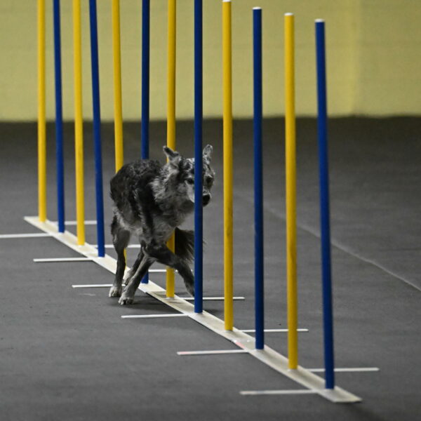 Bruce-Belebczuk-02266