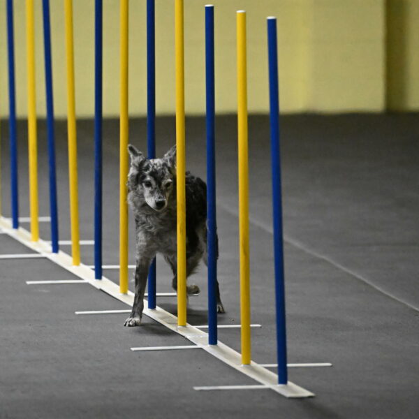 Bruce-Belebczuk-02272