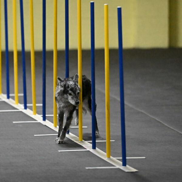 Bruce-Belebczuk-02273