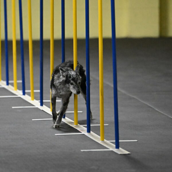 Bruce-Belebczuk-02274