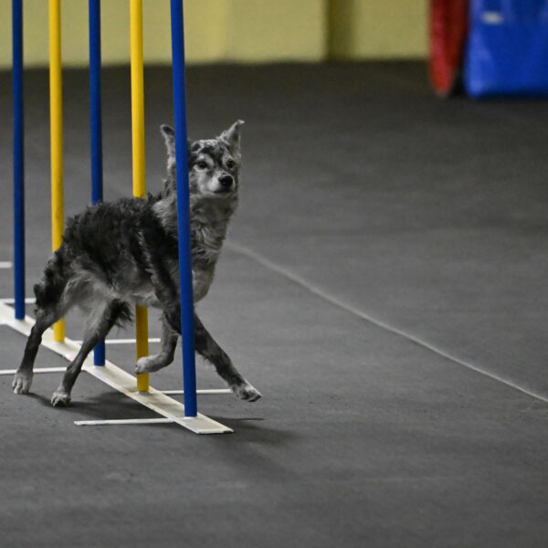 Bruce-Belebczuk-02287