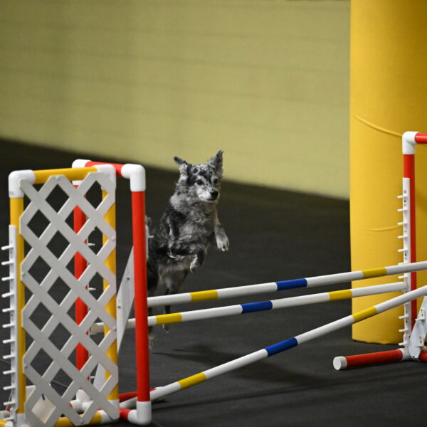 Bruce-Belebczuk-02293