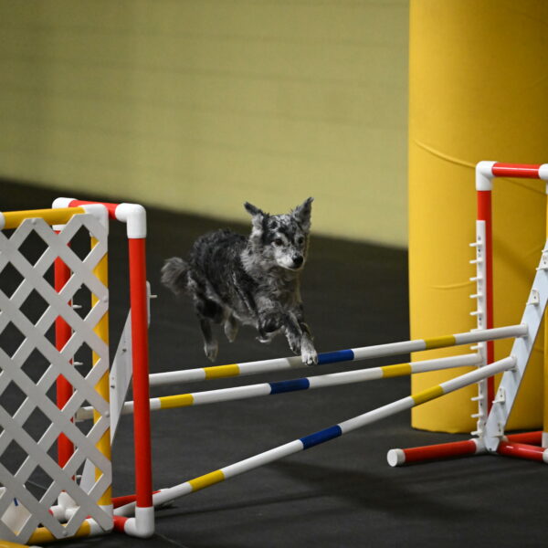 Bruce-Belebczuk-02295