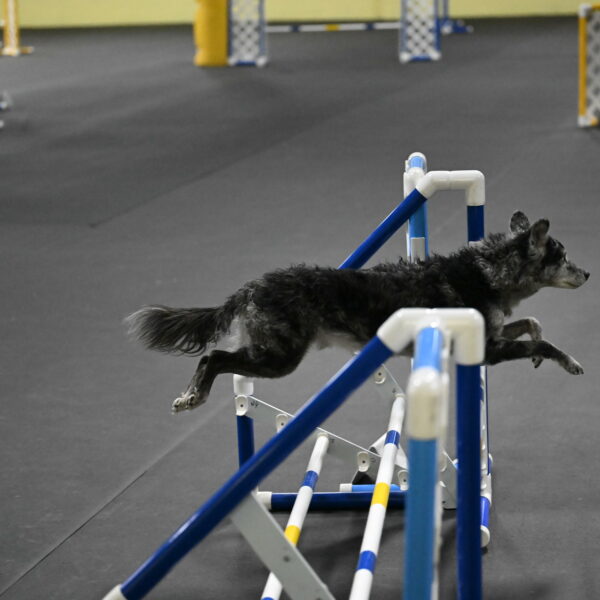 Bruce-Belebczuk-02337