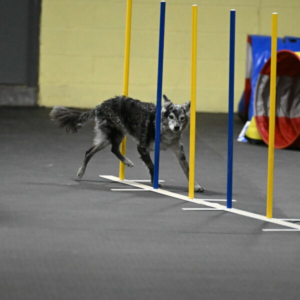 Bruce-Belebczuk-02340