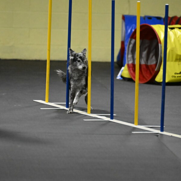 Bruce-Belebczuk-02344