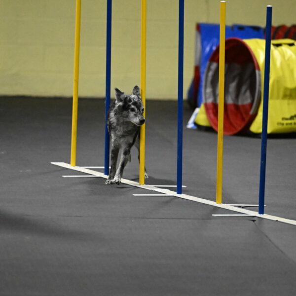 Bruce-Belebczuk-02345