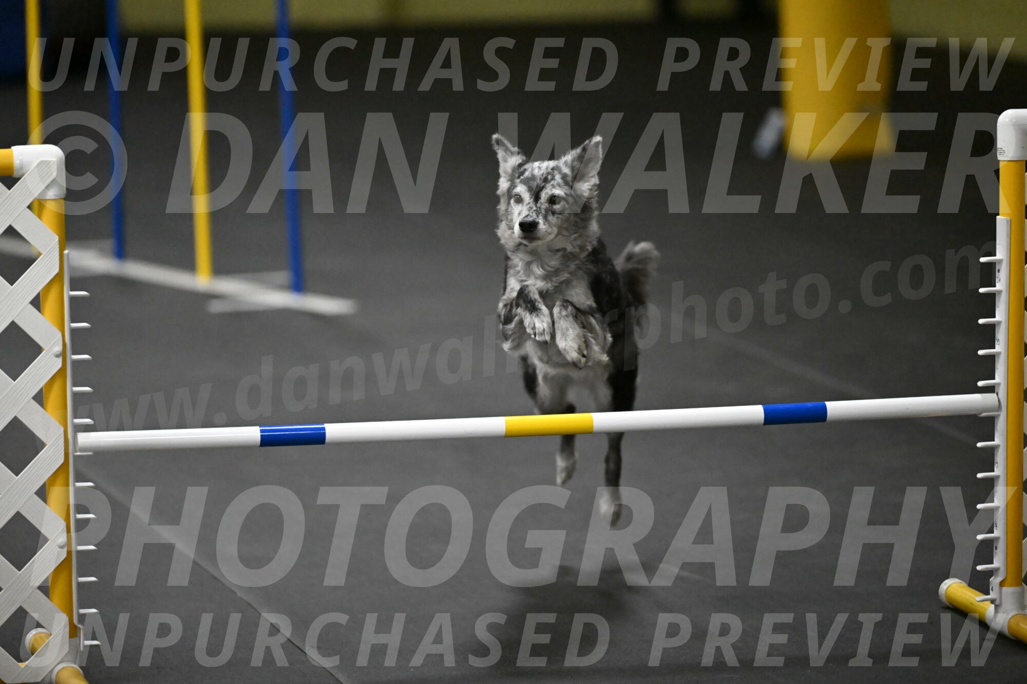 Bruce-Belebczuk-02374