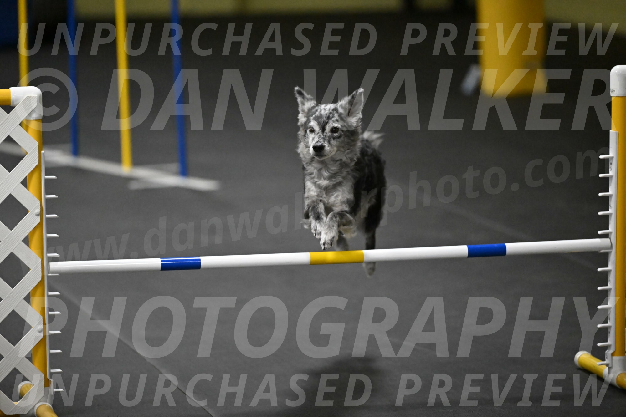 Bruce-Belebczuk-02375