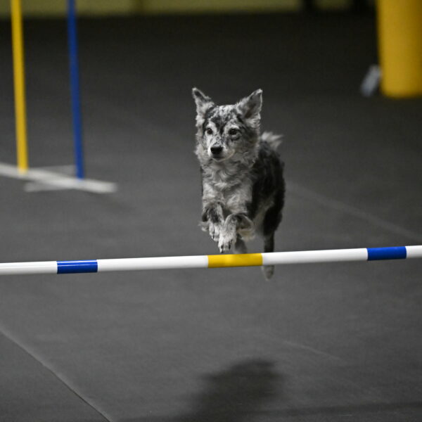 Bruce-Belebczuk-02375