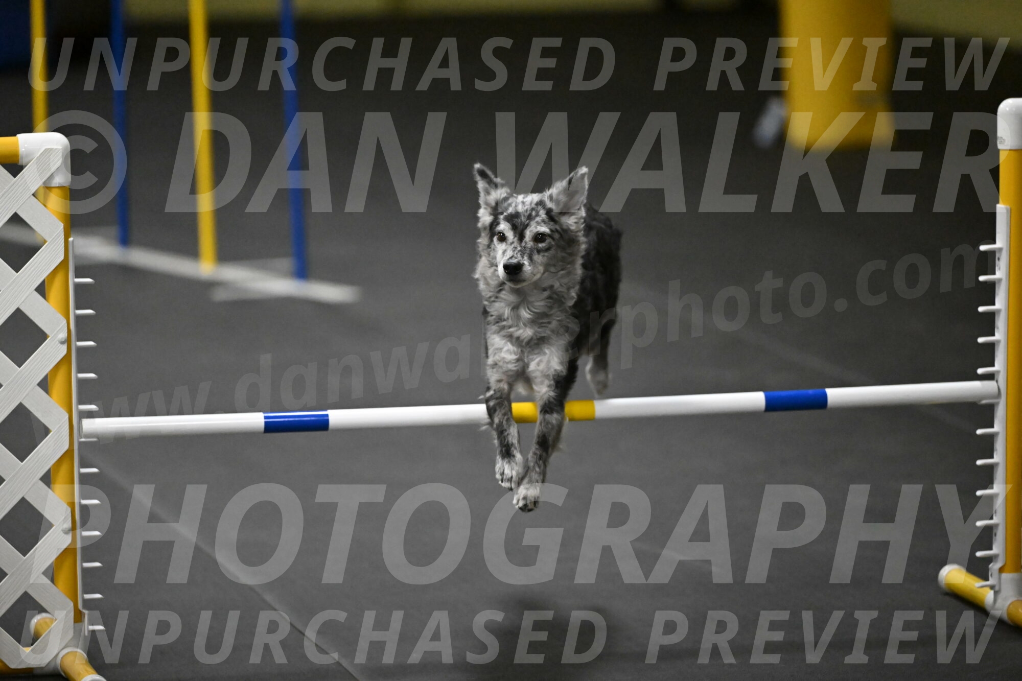 Bruce-Belebczuk-02376