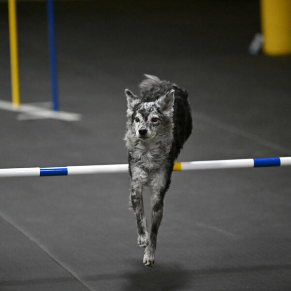 Bruce-Belebczuk-02377