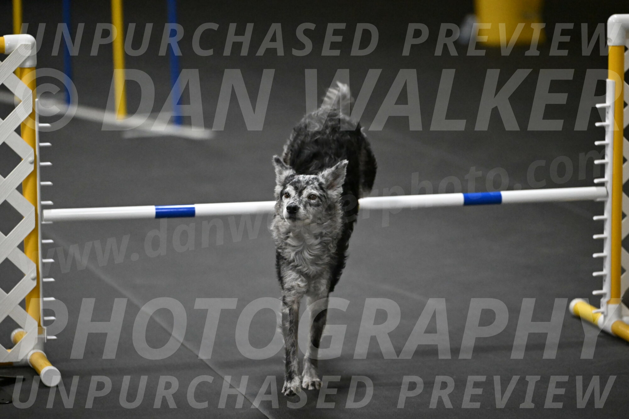 Bruce-Belebczuk-02378