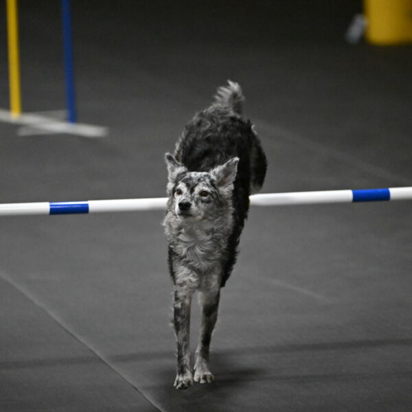 Bruce-Belebczuk-02378