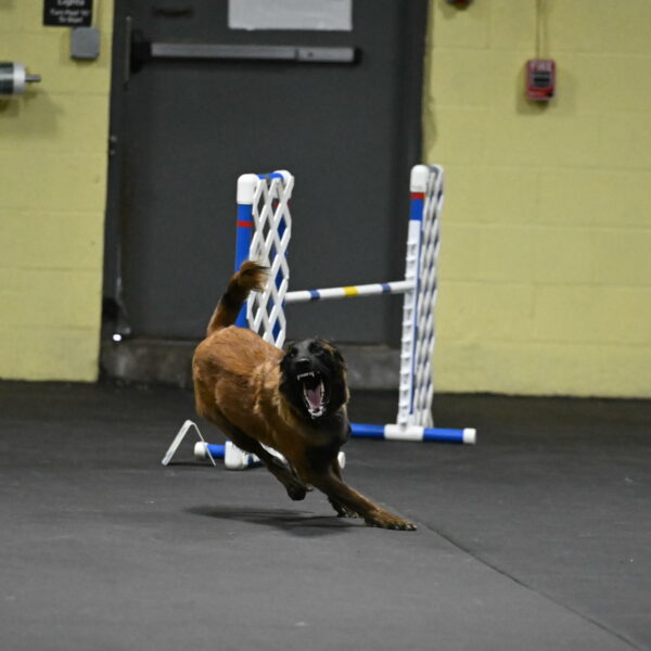 Clever-Telencio-07736