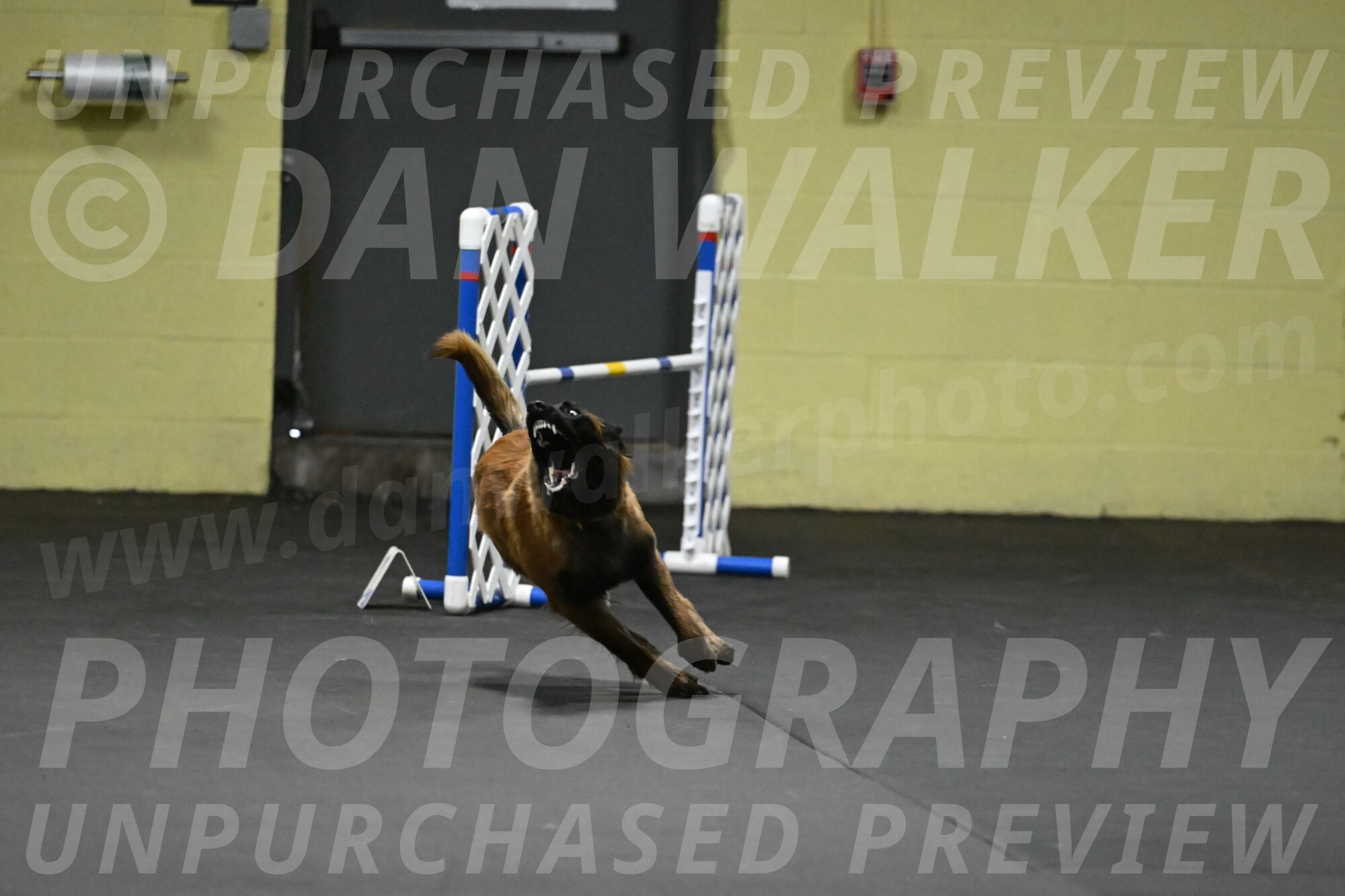 Clever-Telencio-07737