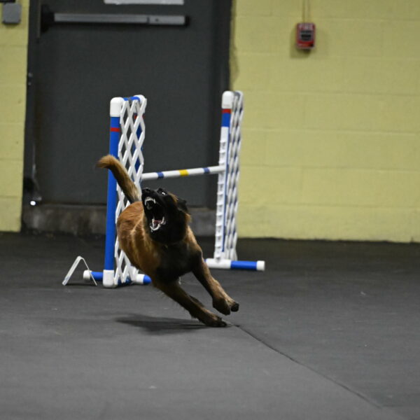 Clever-Telencio-07737