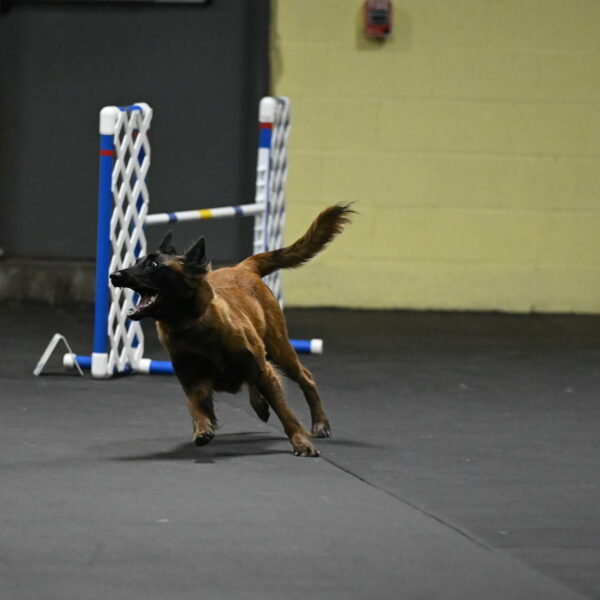 Clever-Telencio-07739