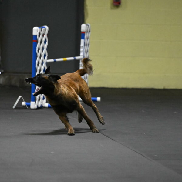 Clever-Telencio-07740