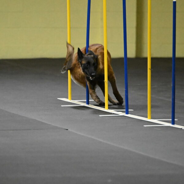 Clever-Telencio-07742