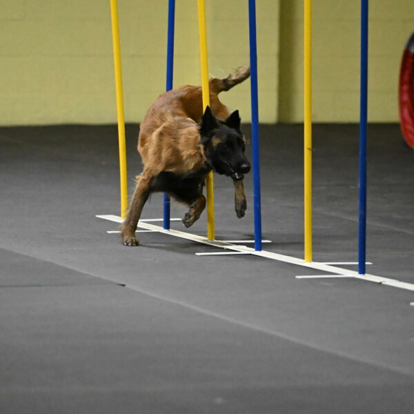 Clever-Telencio-07744