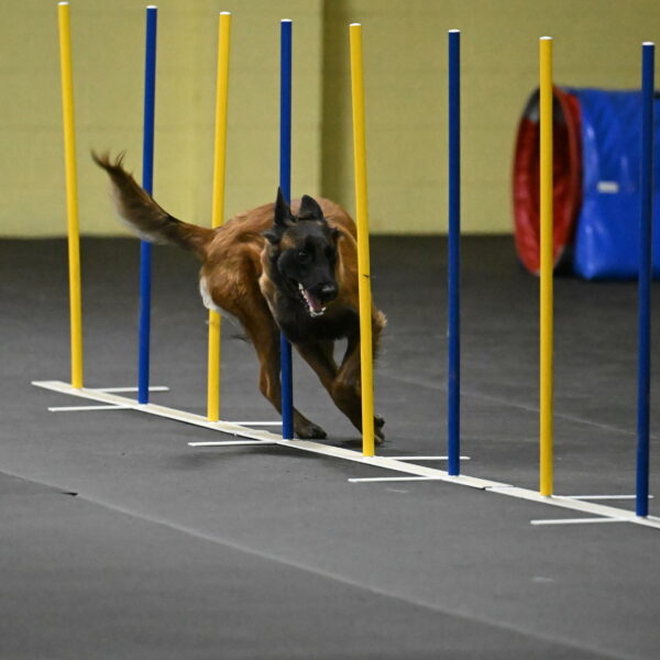 Clever-Telencio-07748