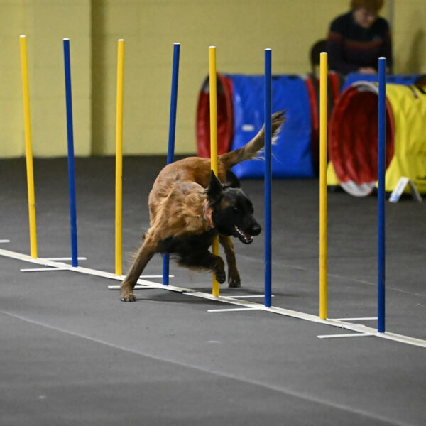 Clever-Telencio-07755