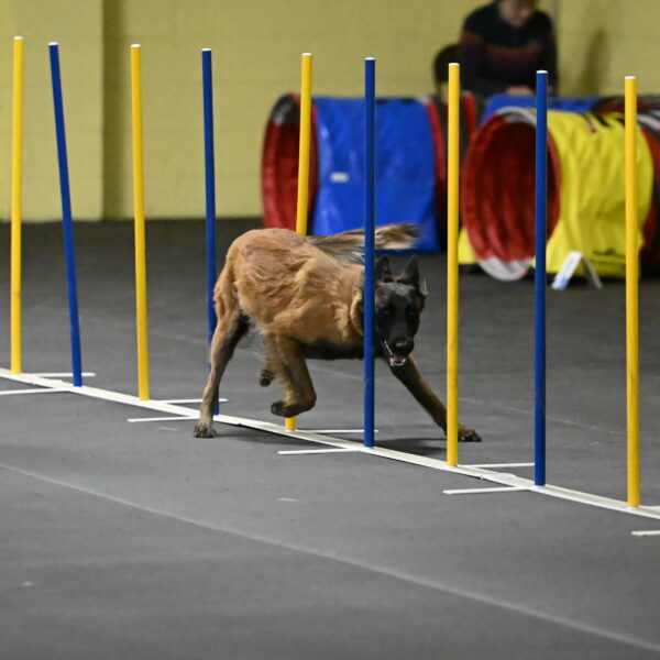 Clever-Telencio-07757