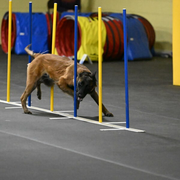 Clever-Telencio-07763