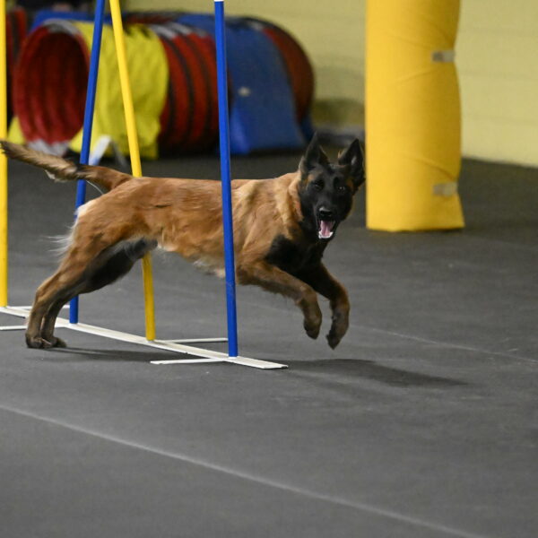 Clever-Telencio-07768