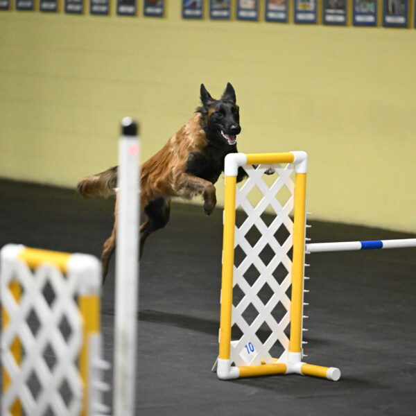 Clever-Telencio-07772