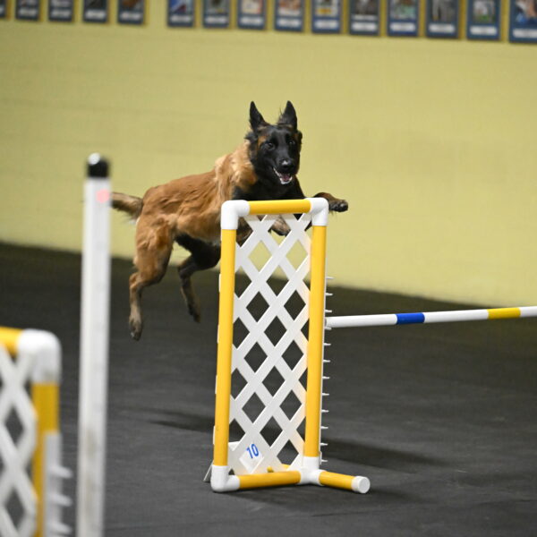 Clever-Telencio-07773