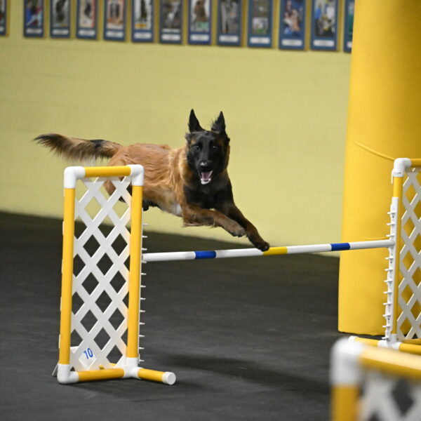 Clever-Telencio-07774