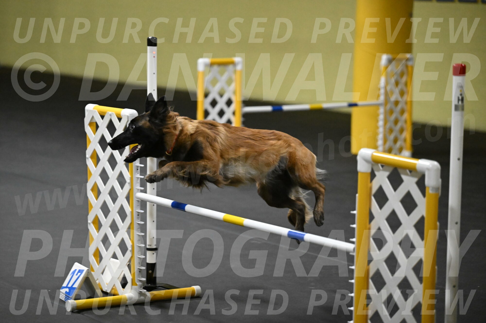 Clever-Telencio-07777