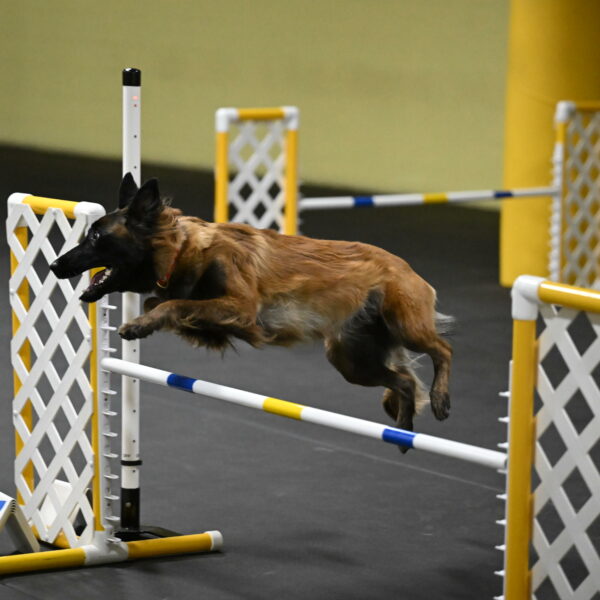 Clever-Telencio-07777