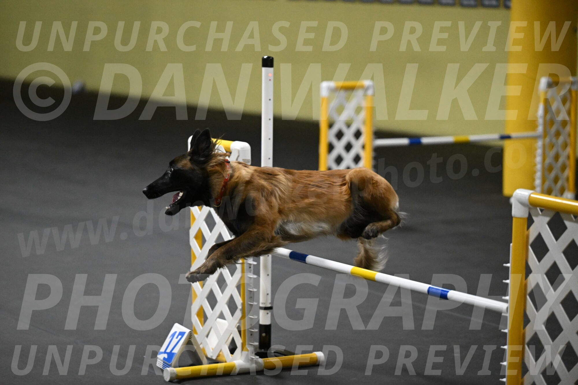 Clever-Telencio-07778