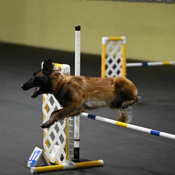 Clever-Telencio-07778