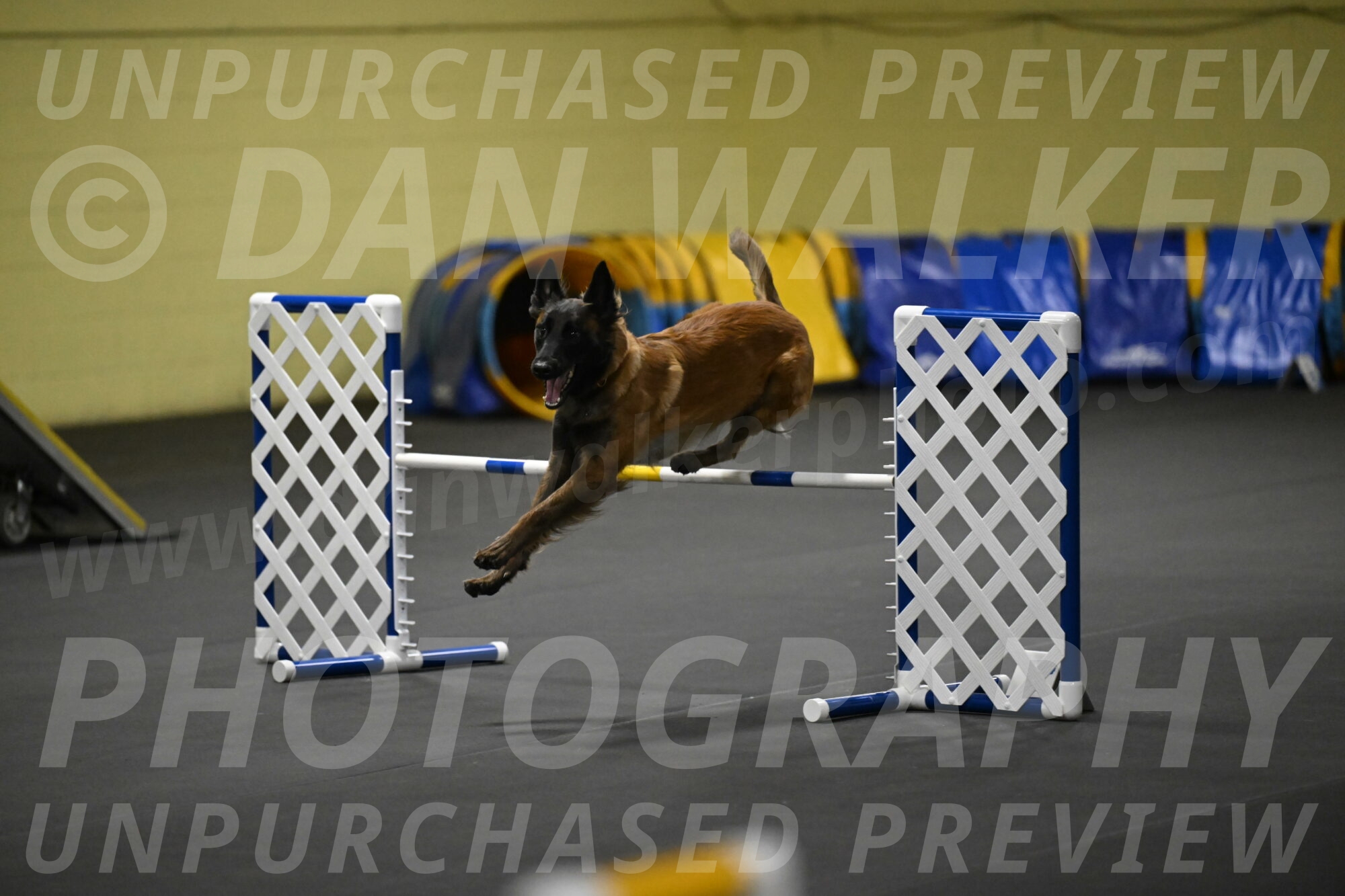 Clever-Telencio-07782