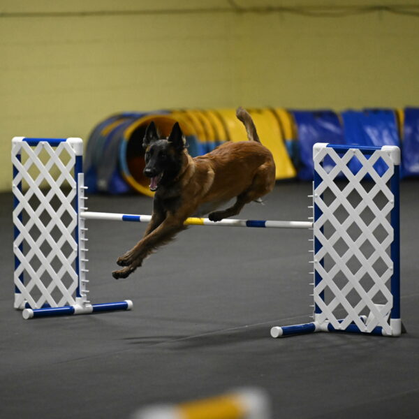 Clever-Telencio-07782