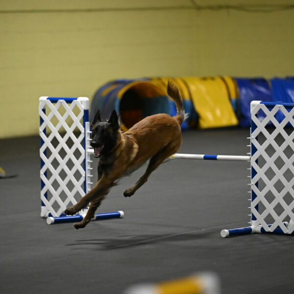 Clever-Telencio-07783