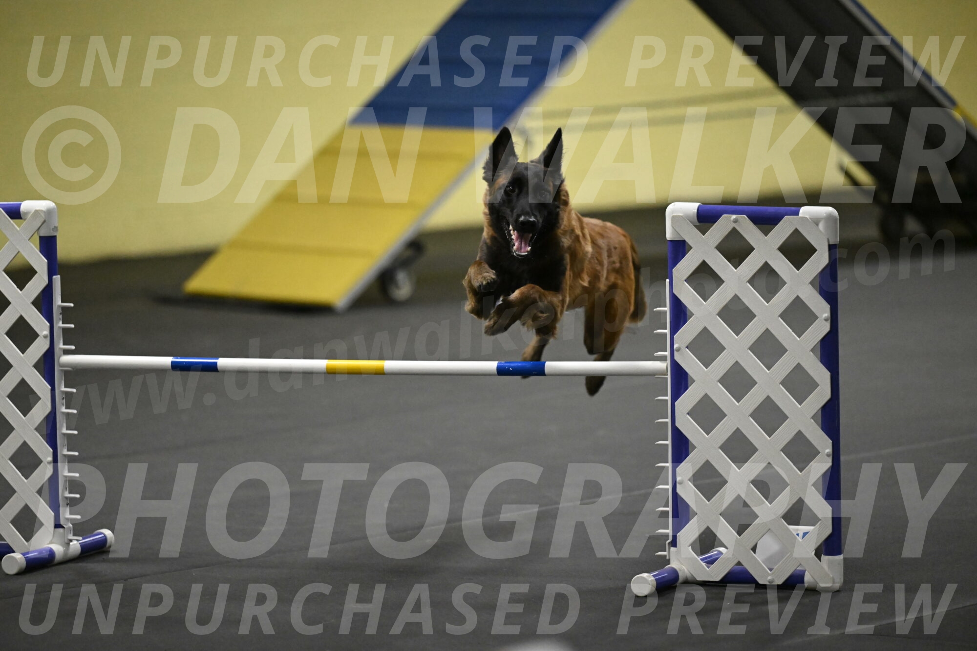 Clever-Telencio-07785