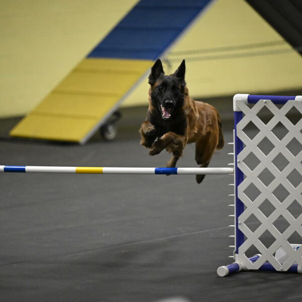 Clever-Telencio-07785