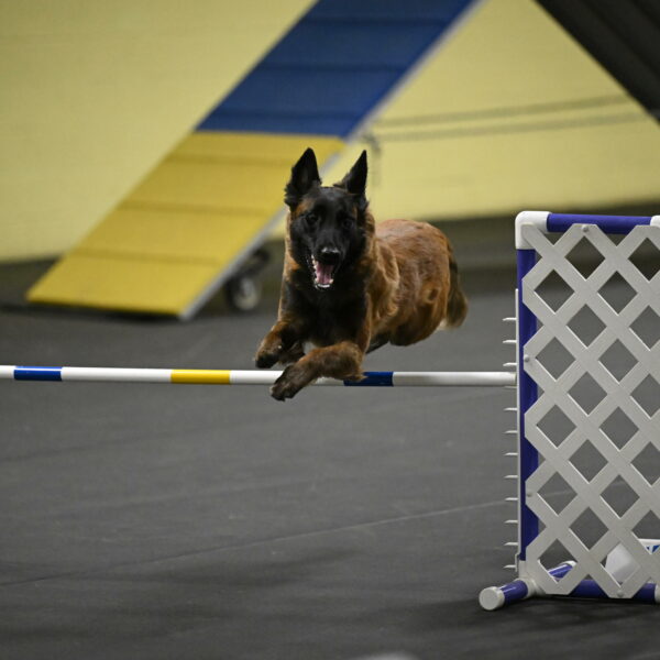 Clever-Telencio-07786