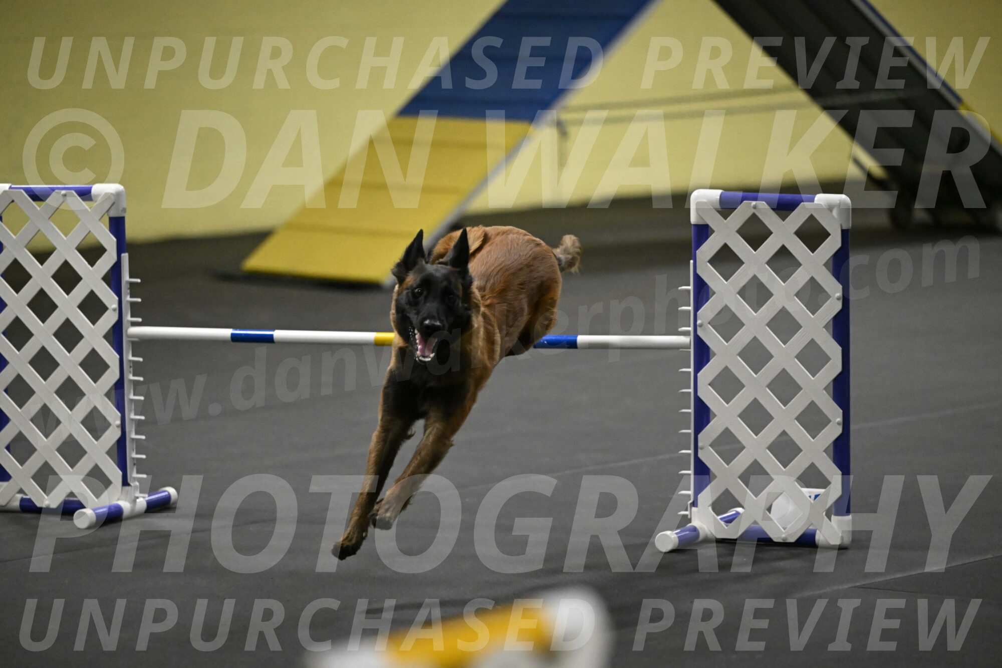 Clever-Telencio-07788