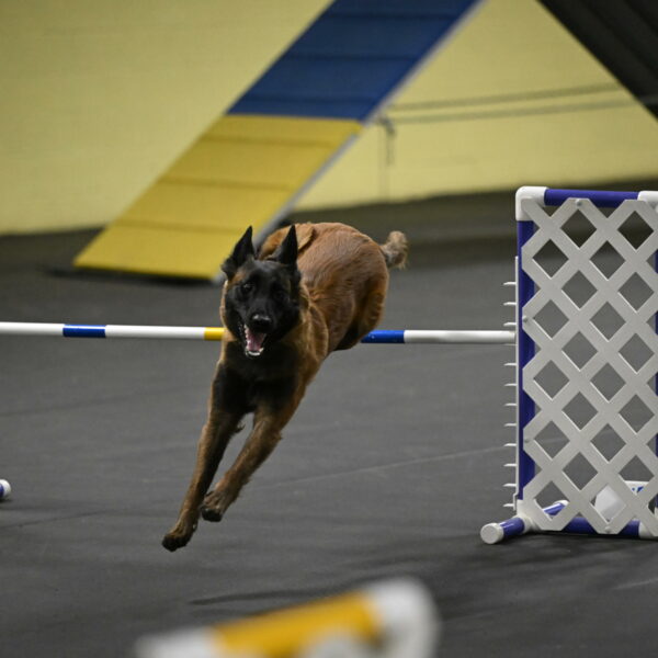 Clever-Telencio-07788