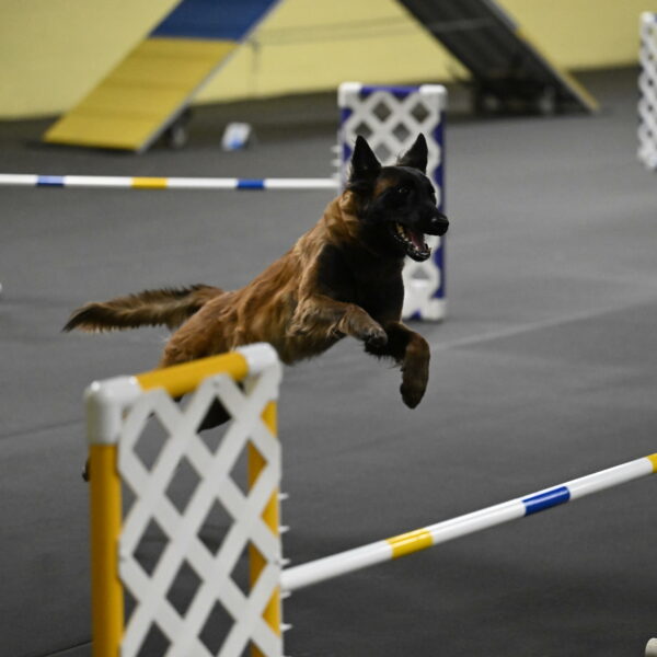 Clever-Telencio-07789