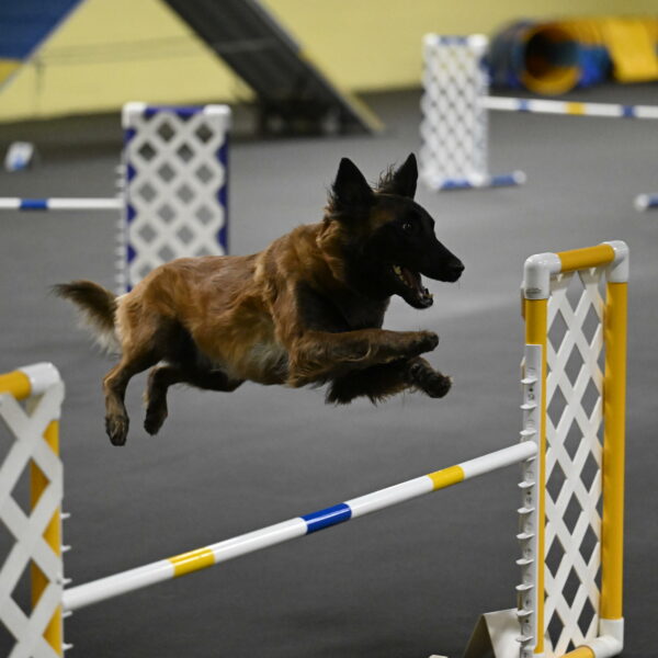 Clever-Telencio-07791