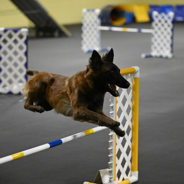 Clever-Telencio-07792