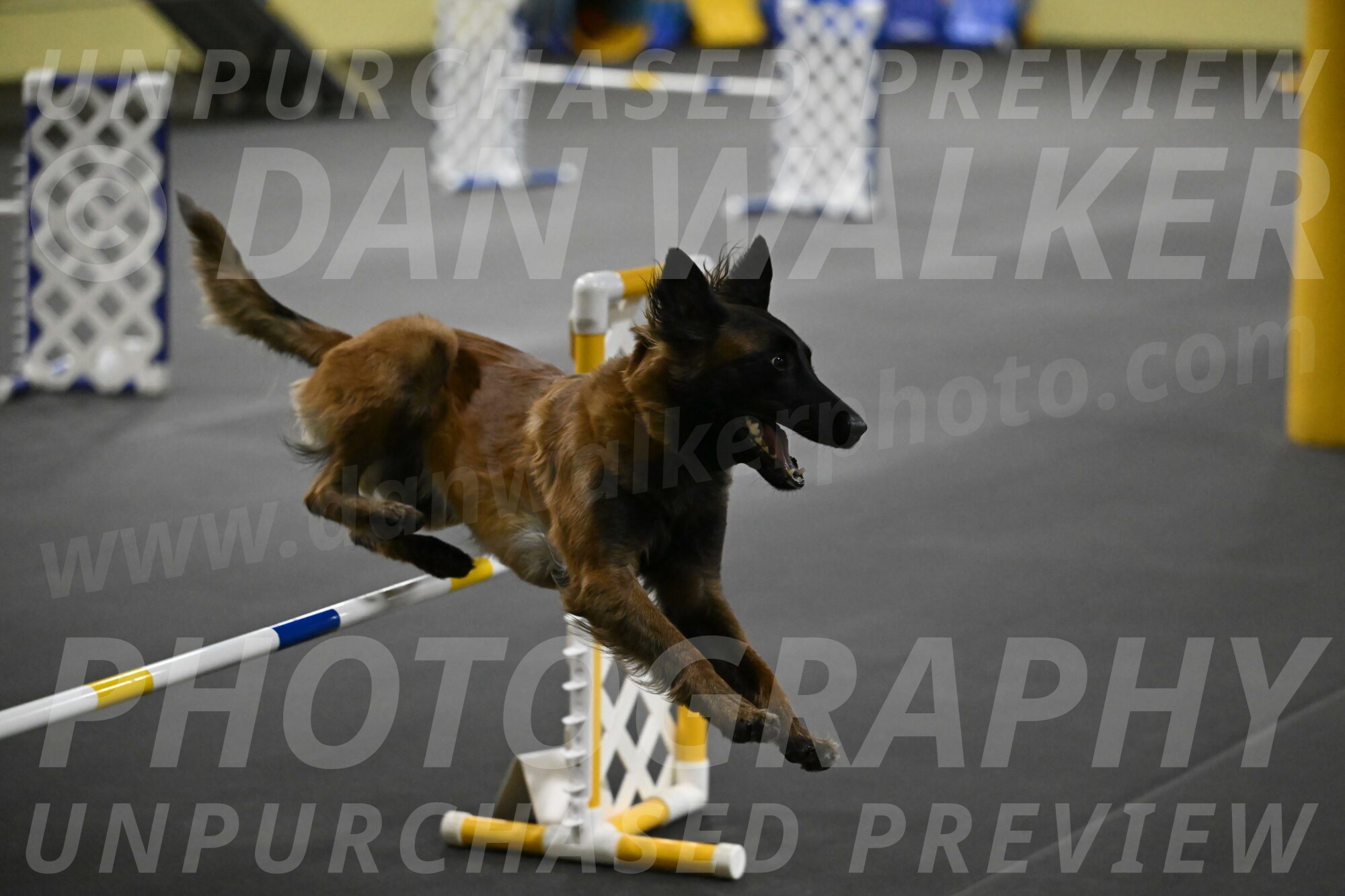 Clever-Telencio-07793