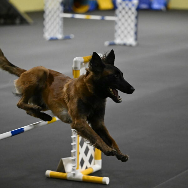 Clever-Telencio-07793